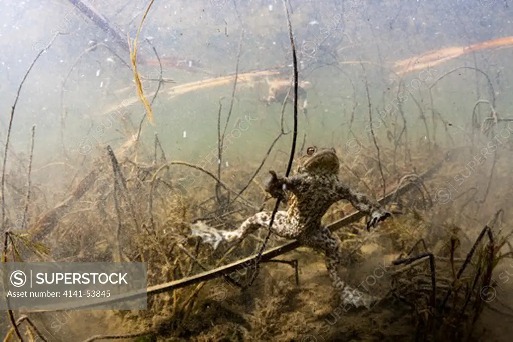 Toad In Biotope, Bufo Bufo, Munich, Bavaria, Germany