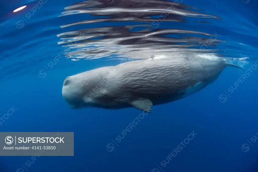 Sperm Whale, Physeter Catodon, Lesser Antilles, Caribbean, Dominica