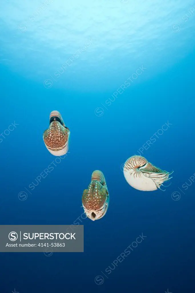 Group Of Chambered Nautilus, Nautilus Belauensis, Micronesia, Palau