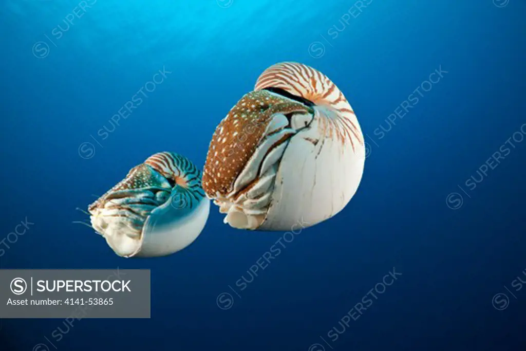 Pair Chambered Nautilus, Nautilus Belauensis, Micronesia, Palau