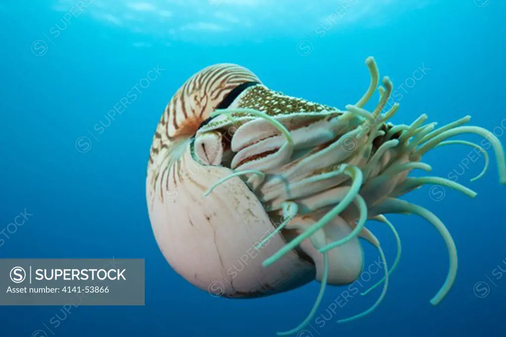 Chambered Nautilus, Nautilus Belauensis, Micronesia, Palau