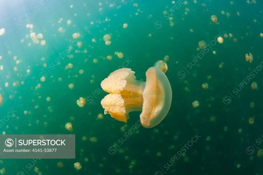 Jellyfishes In Marine Lake, Mastigias Papua Etpisonii, Jellyfish Lake, Micronesia, Palau