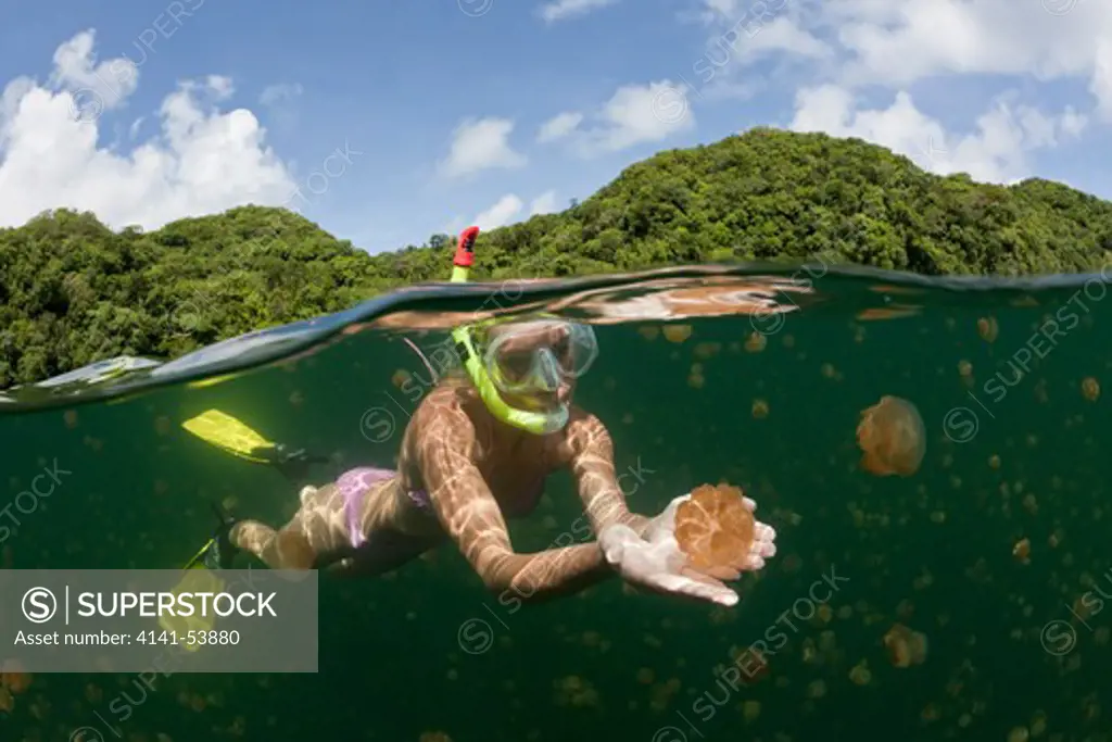 Swimming With Jellyfishes, Mastigias Papua Etpisonii, Jellyfish Lake, Micronesia, Palau