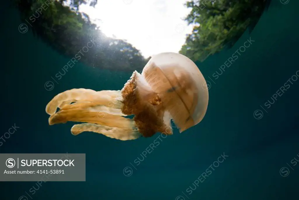 Mastigias Jellyfish, Matigias Papua, Risong Bay, Micronesia, Palau