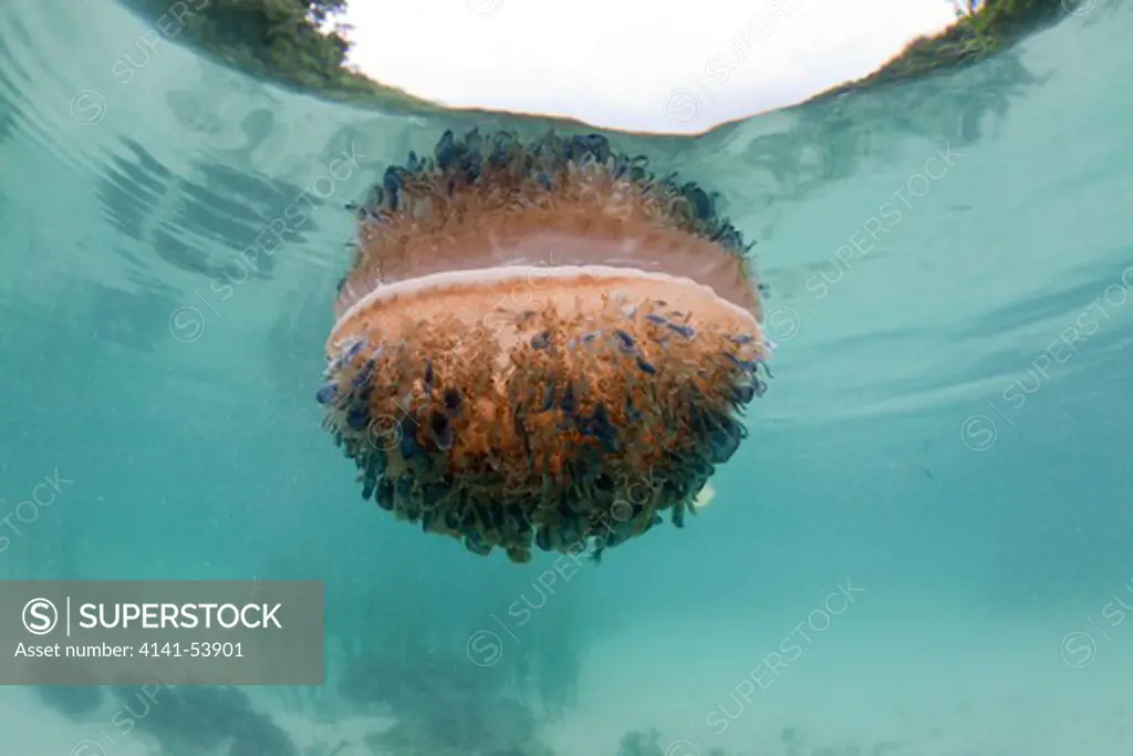Upside-Down Jellyfish At Surface, Cassiopea Andromeda, Risong Bay, Micronesia, Palau