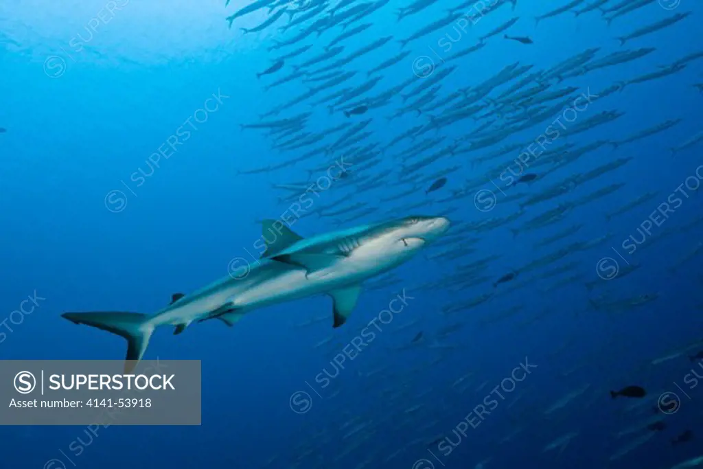 Grey Reef Shark And Barracudas, Carcharhinus Amblyrhynchos, Ulong Channel, Micronesia, Palau