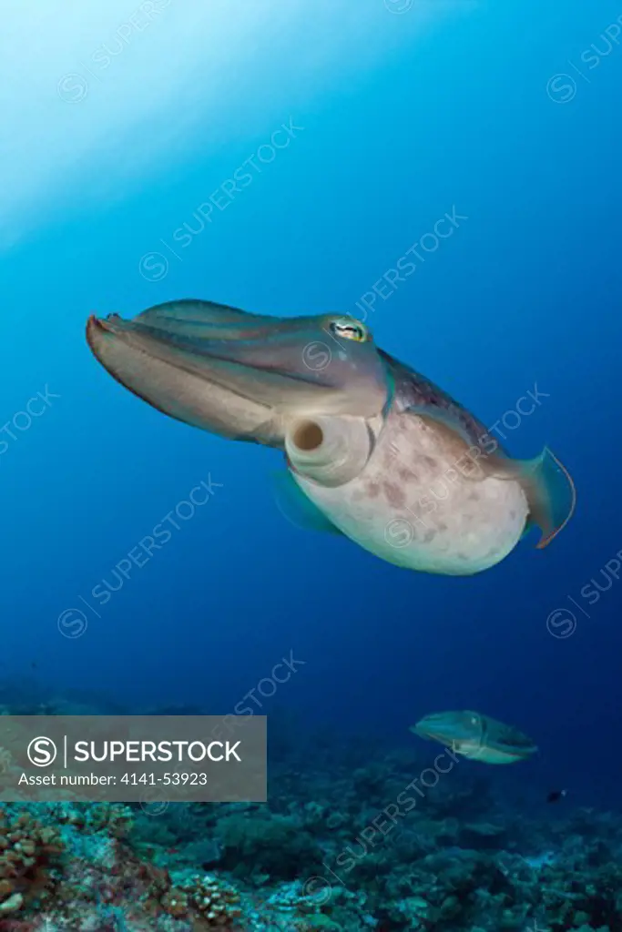 Broadclub Cuttlefish, Sepia Latimanus, Micronesia, Palau