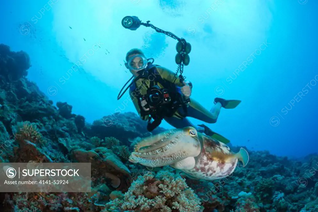 Diver And Broadclub Cuttlefish, Sepia Latimanus, Micronesia, Palau