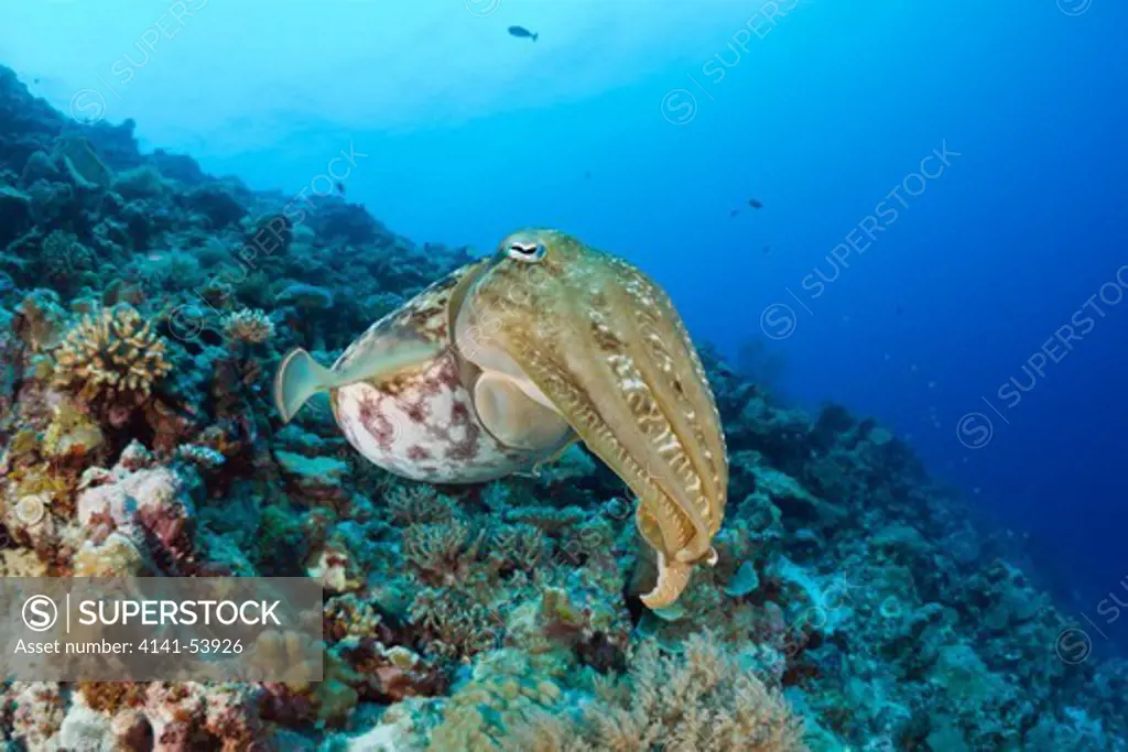Broadclub Cuttlefish, Sepia Latimanus, Micronesia, Palau