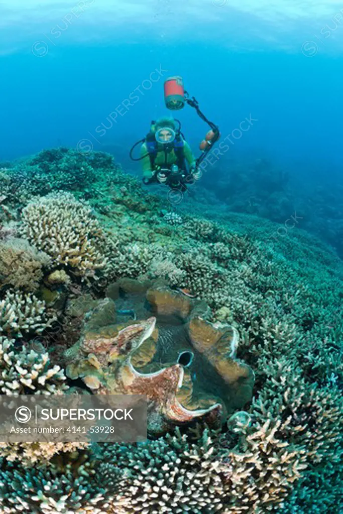 Diver And Giant Clam, Tridacna Squamosa, Micronesia, Palau