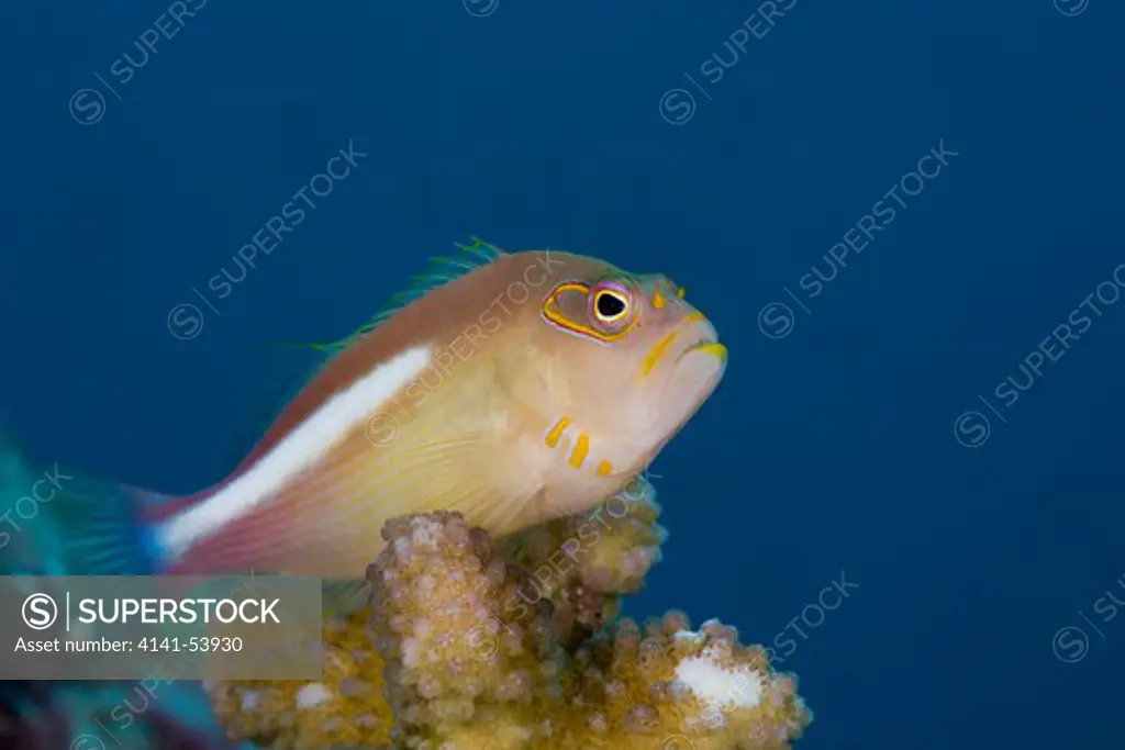 Arc-Eye Hawkfish, Paracirrhites Arcatus, Turtle Cove, Micronesia, Palau