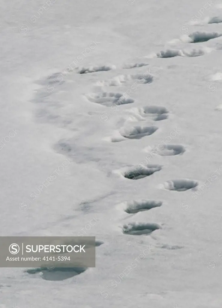 polar bear tracks on ice floe; spitsbergen