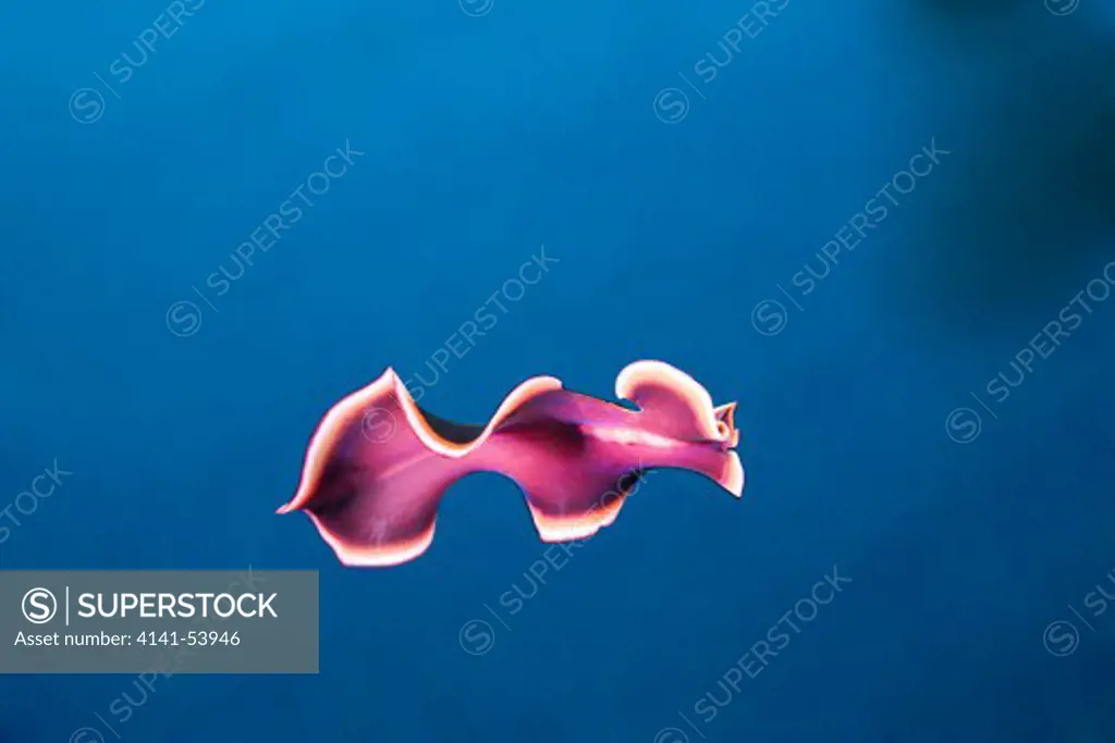 Swimming Flatworm, Pseudoceros Spec., Short Dropoff, Micronesia, Palau
