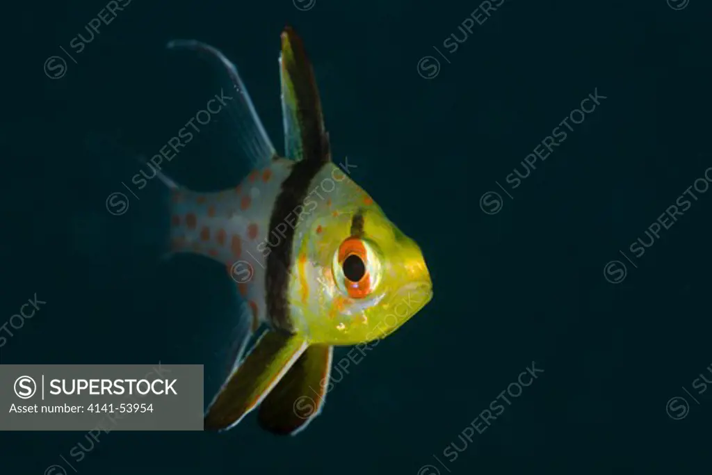Pyjama Cardinalfish, Sphaeramia Nematoptera, Micronesia, Palau