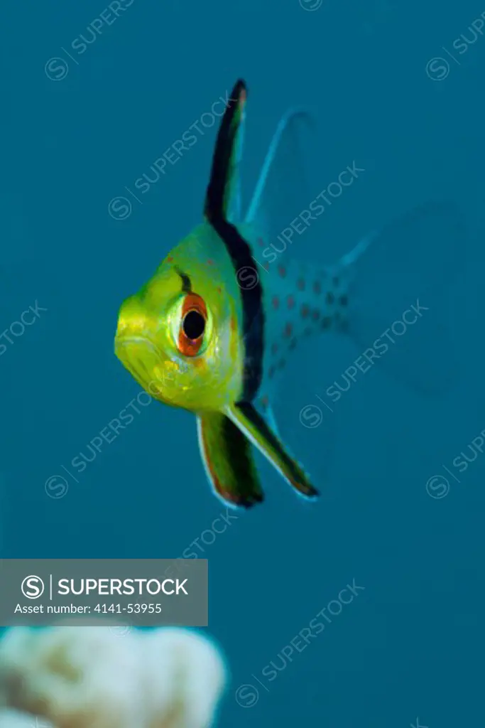 Pyjama Cardinalfish, Sphaeramia Nematoptera, Micronesia, Palau