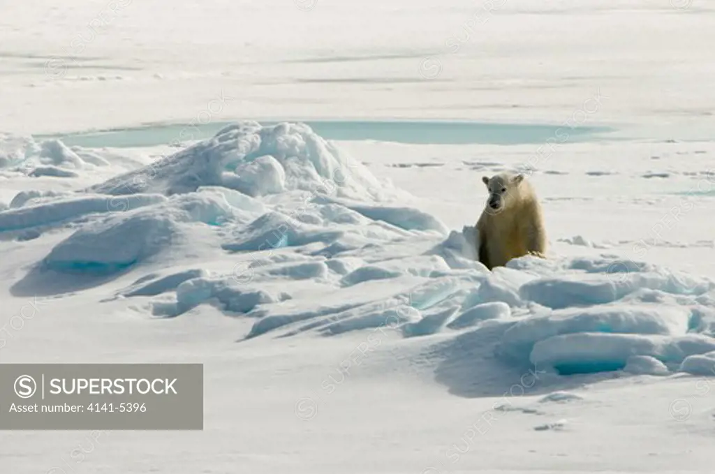 polar bear on pack ice; spitsbergen
