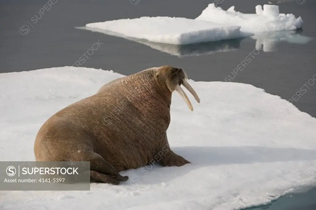 walrus on ice floe, odobenus rosmarus; spitsbergen.