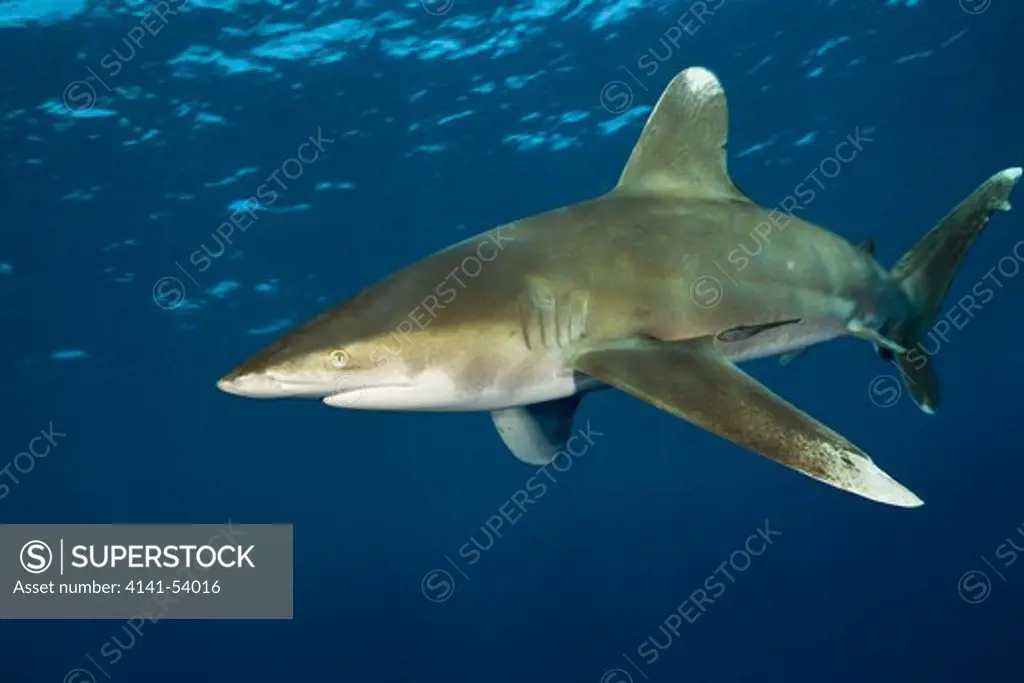 Oceanic Whitetip Shark, Carcharhinus Longimanus, Brother Islands, Red Sea, Egypt