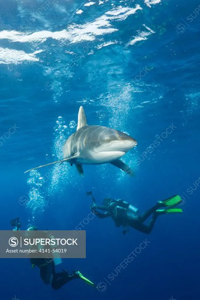 Oceanic Whitetip Shark, Carcharhinus Longimanus, Daedalus Reef, Red Sea, Egypt