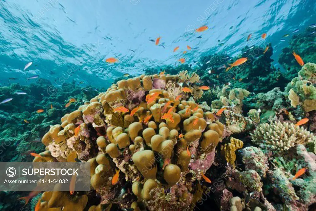 Pavona Coral And Anthias, Pavona Clavus, Pseudanthias, Ras Mohammed, Sinai, Red Sea, Egypt