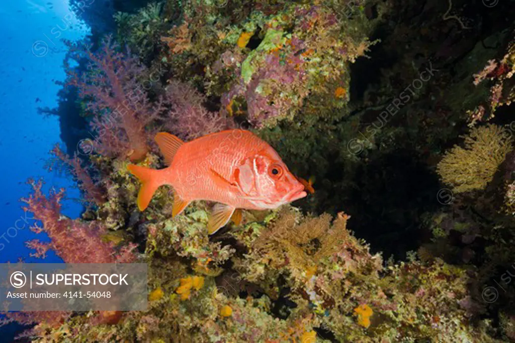 Longjawed Squirrelfish In Coral Reef, Sargocentron Spiniferum, Elphinestone Reef, Red Sea, Egypt