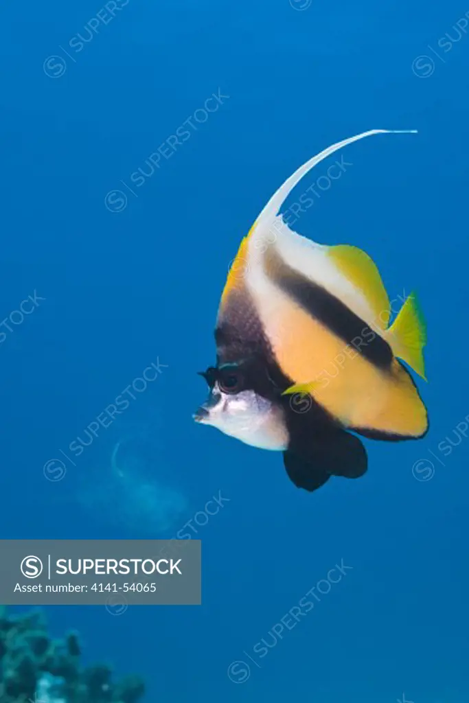 Red Sea Bannerfish, Heniochus Intermedius, Ras Mohammed, Sinai, Red Sea, Egypt