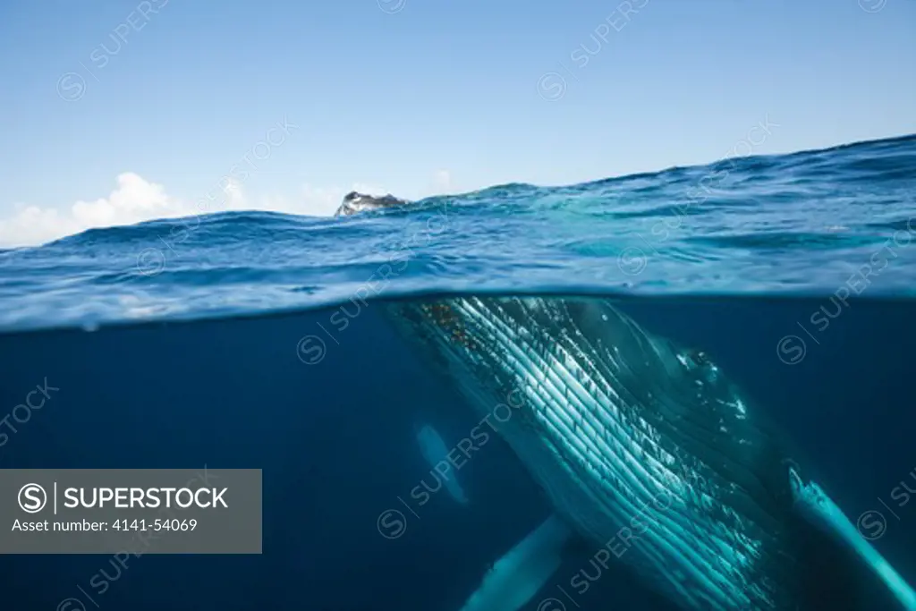 Humpback Whale, Megaptera Novaeangliae, Silver Bank, Atlantic Ocean, Dominican Republic