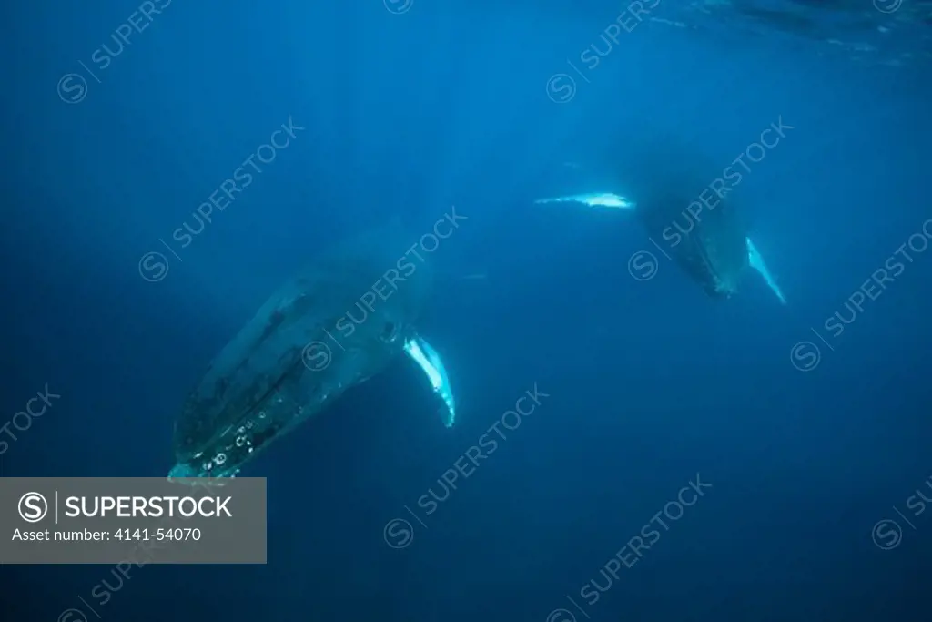 Humpback Whale, Megaptera Novaeangliae, Silver Bank, Atlantic Ocean, Dominican Republic