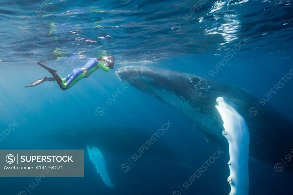 Snorkeler And Humpback Whale, Megaptera Novaeangliae, Silver Bank, Atlantic Ocean, Dominican Republic