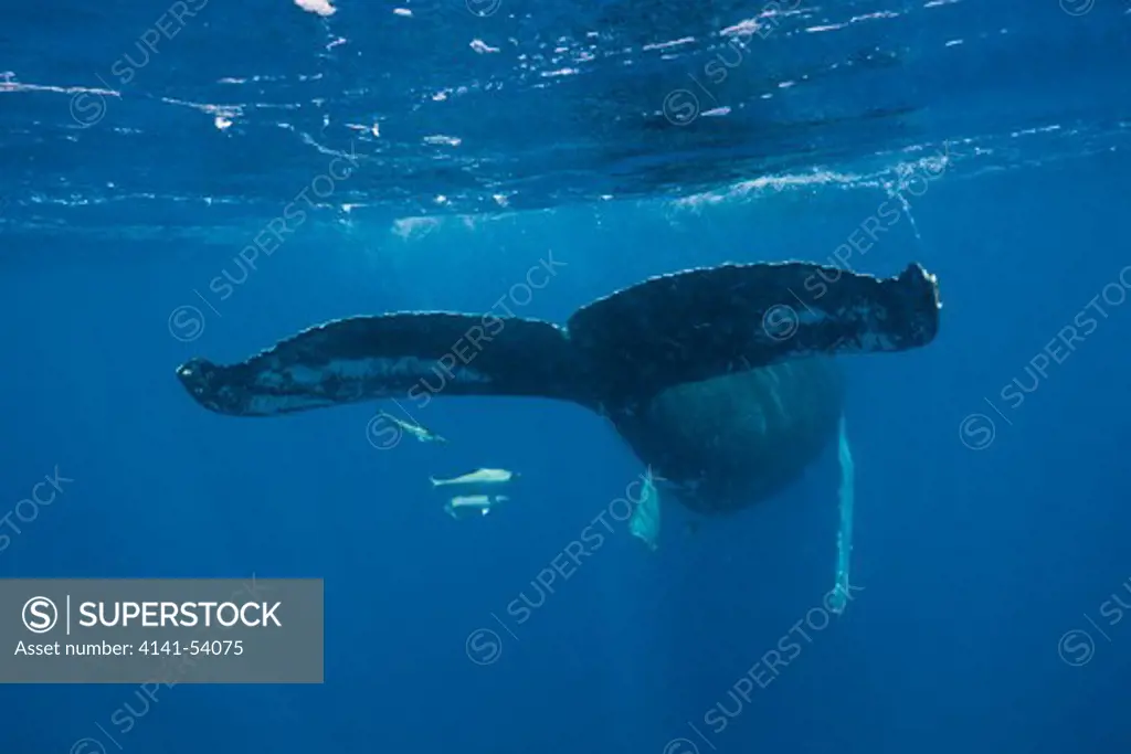 Humpback Whale, Megaptera Novaeangliae, Silver Bank, Atlantic Ocean, Dominican Republic