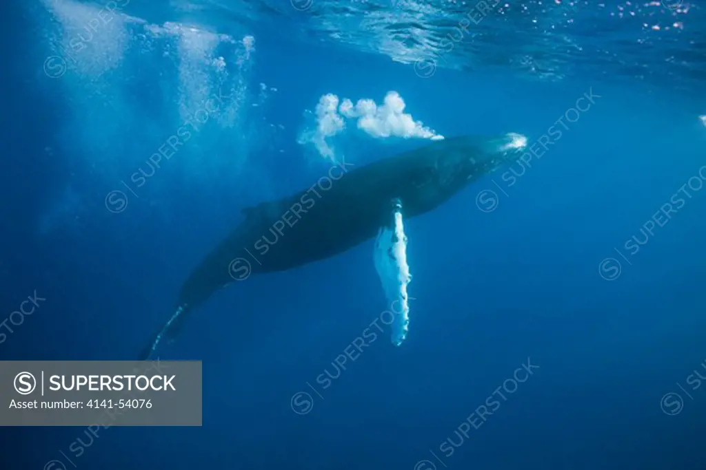 Humpback Whale Tail, Megaptera Novaeangliae, Silver Bank, Atlantic Ocean, Dominican Republic