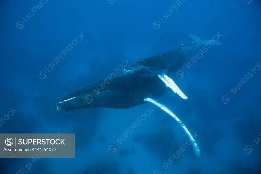 Humpback Whale, Mother And Calf, Megaptera Novaeangliae, Silver Bank, Atlantic Ocean, Dominican Republic