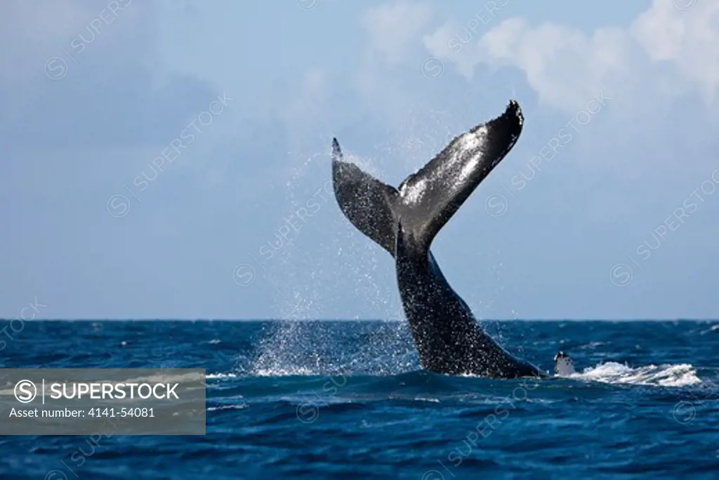 Fluke Of Humpback Whale, Megaptera Novaeangliae, Silver Bank, Atlantic Ocean, Dominican Republic