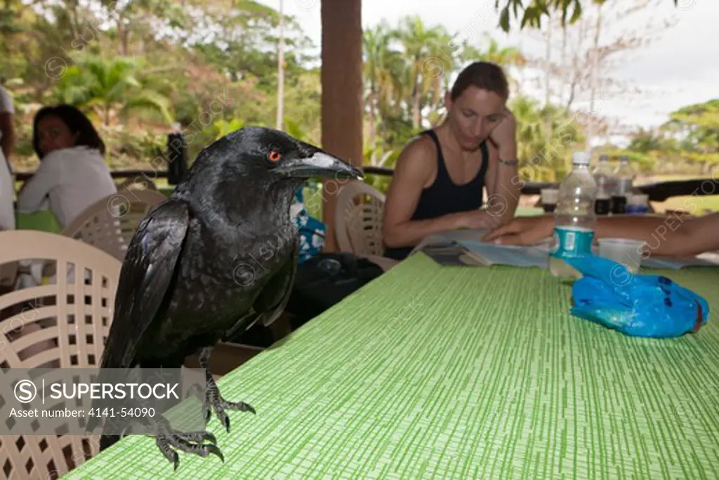 Crow Pilfers In Popular Restaurant, Corvus Sp., Los Haitises National Park, Dominican Republic