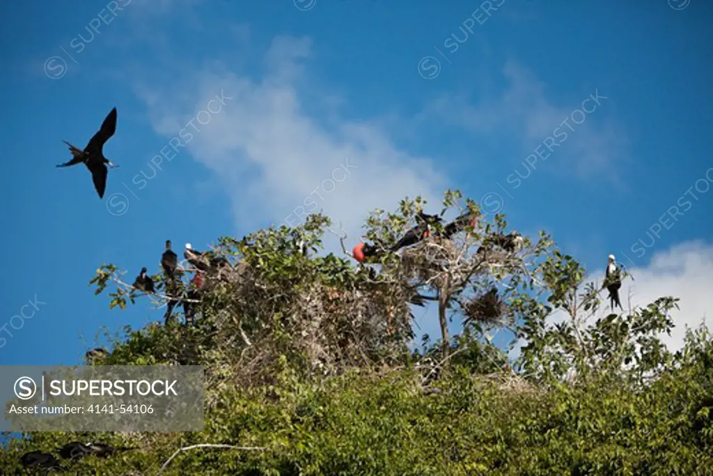 Magnificent Frigatebirds On Bird Island La Cacata, Fregata Magnificens, Los Haitises National Park, Dominican Republic