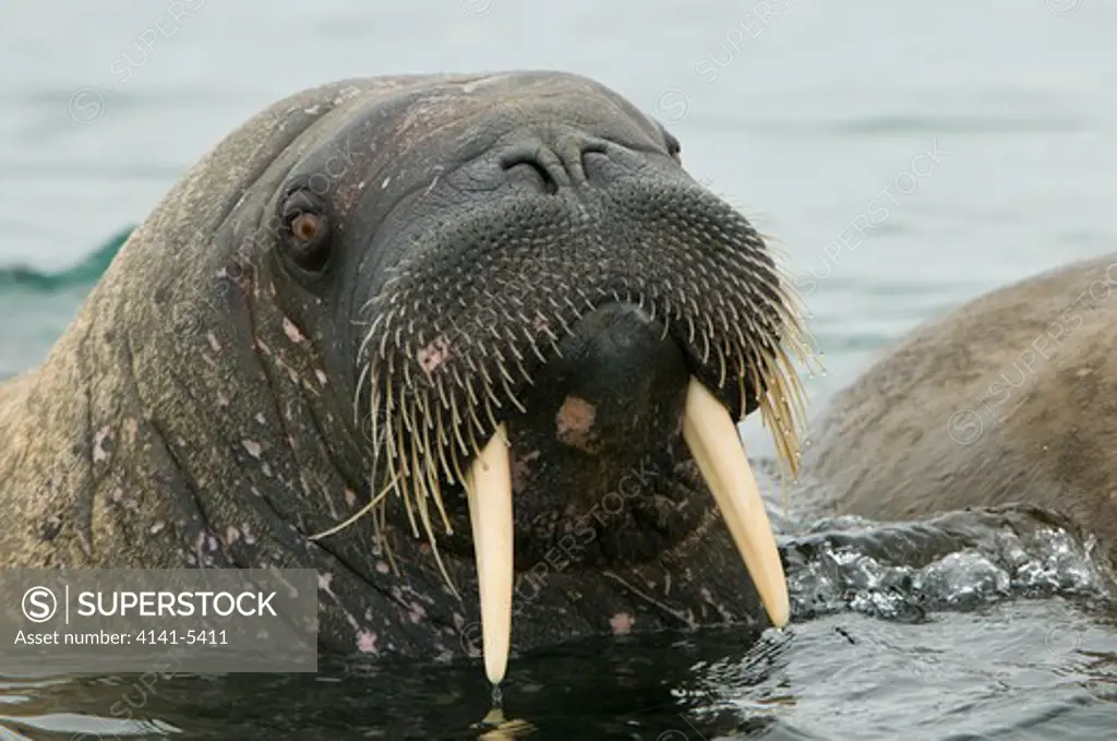 walrus, odobenus rosmarus; spitsbergen