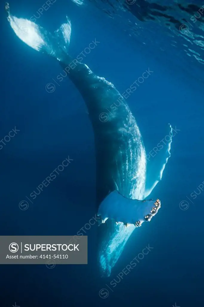 Humpback Whale, Megaptera Novaeangliae, Samana Peninsula, Dominican Republic