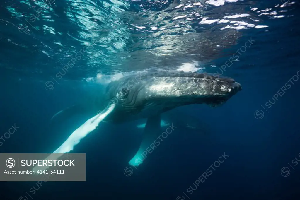 Humpback Whale, Megaptera Novaeangliae, Samana Peninsula, Dominican Republic
