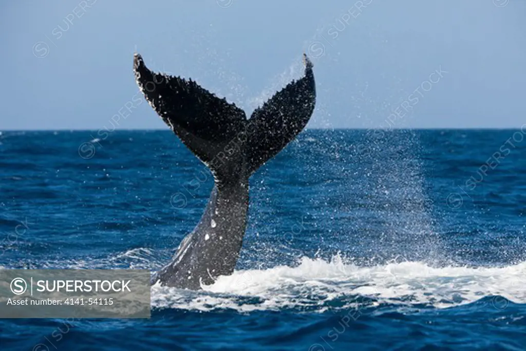 Tail Fin Of Humpback Whale, Megaptera Novaeangliae, Samana Peninsula, Dominican Republic