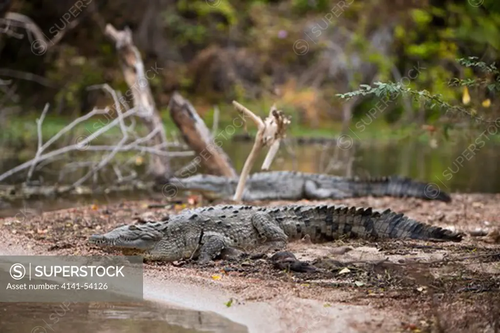 American Crocodile At Saltlake Lago Enriquillo, Crocodylus Acutus, Isla Cabritos National Park, Dominican Republic