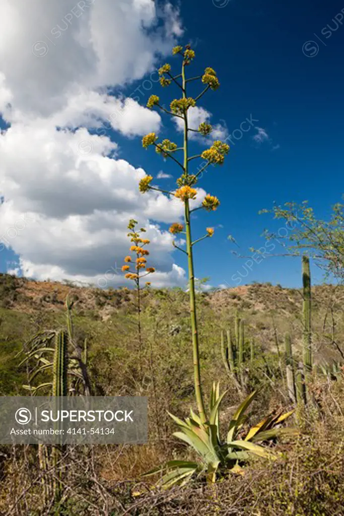 Inflorescence Of Agave Plant, Agave Sp., Independencia Province, Dominican Republic