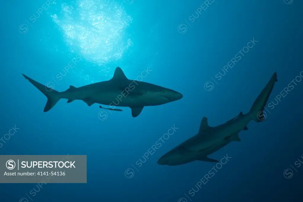 Grey Reef Sharks, Carcharhinus Amblyrhynchos, Nagali, Fiji