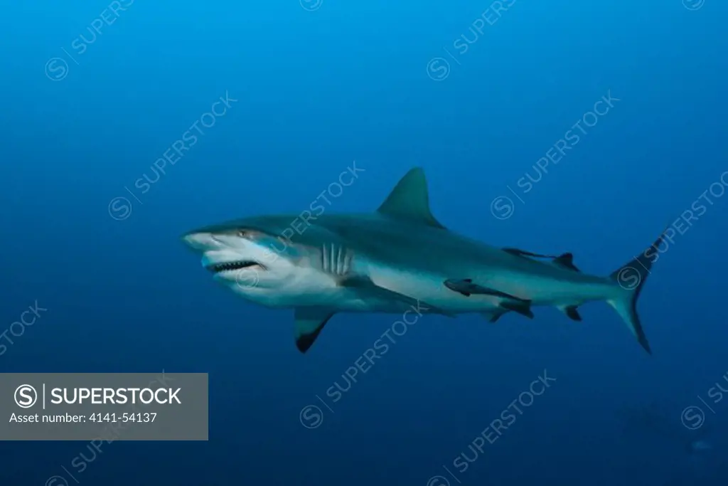 Grey Reef Shark, Carcharhinus Amblyrhynchos, Nagali, Fiji