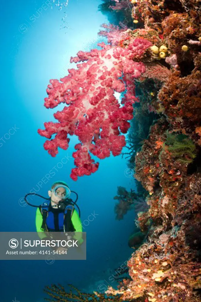 Scuba Diver And Coral Reef, Namena Marine Reserve, Fiji