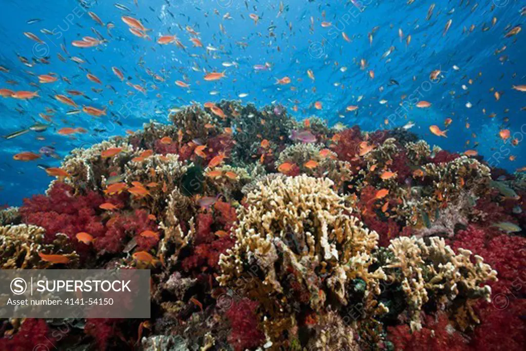 Lyretail Anthias In Coral Reef, Pseudanthias Squamipinnis, Gau, Lomaiviti, Fiji