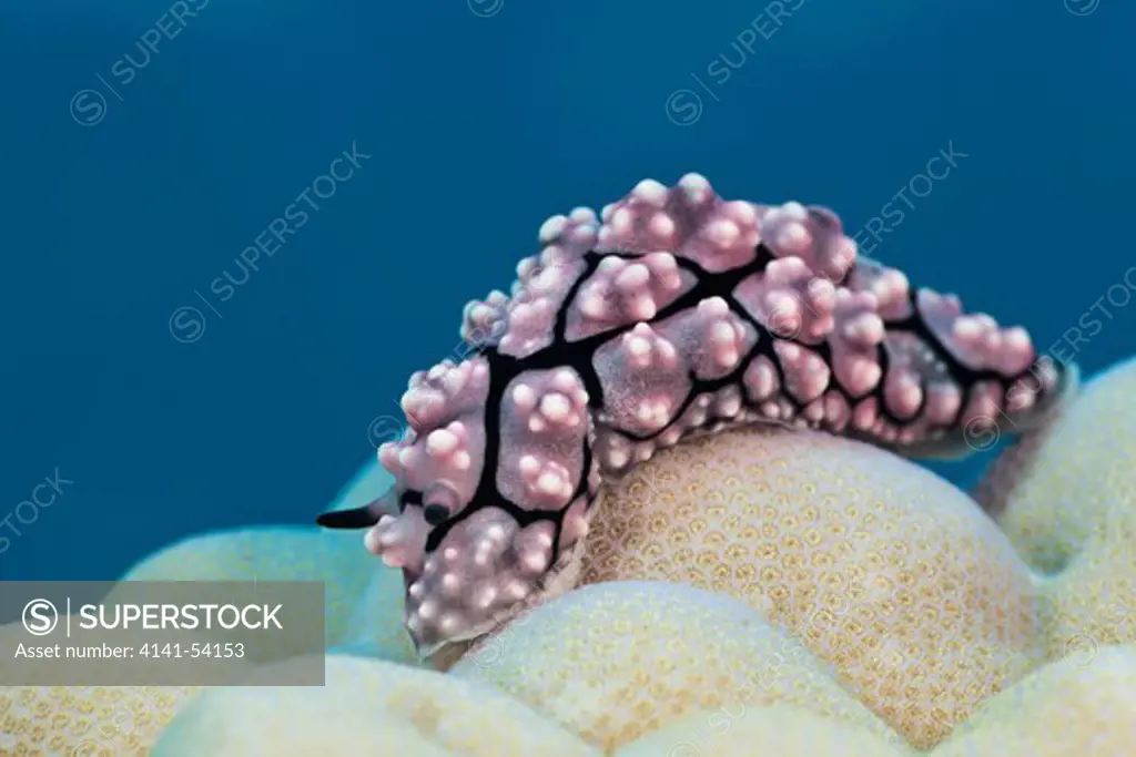 Dwarty Sea Slug On Coral, Phyllidiopsis Krempfi, Gau, Lomaiviti, Fiji