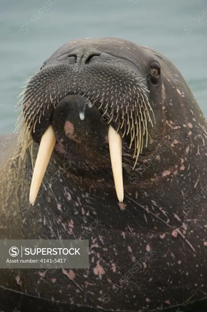 walrus, odobenus rosmarus; spitsbergen
