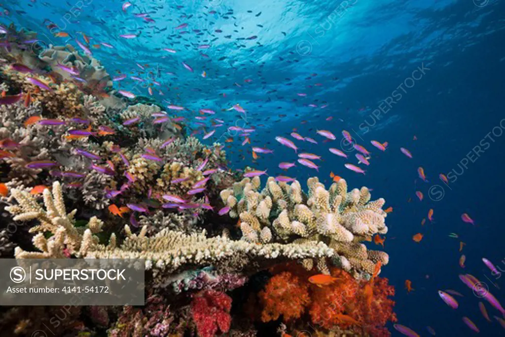 Slender Basslets In Coral Reef, Luzonichthys Whitleyi, Makogai, Lomaviti, Fiji