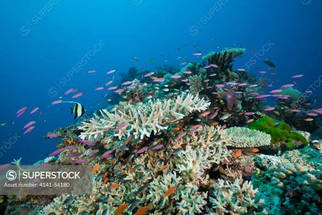 Slender Basslets In Coral Reef, Luzonichthys Whitleyi, Namena Marine Reserve, Fiji