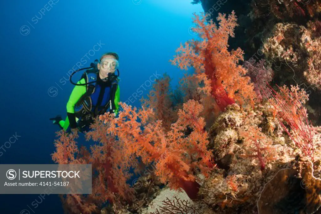 Scuba Diver And Red Soft Corals, Dendronephthya Sp., Wakaya, Lomaiviti, Fiji